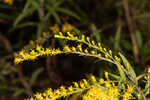 Twistleaf goldenrod